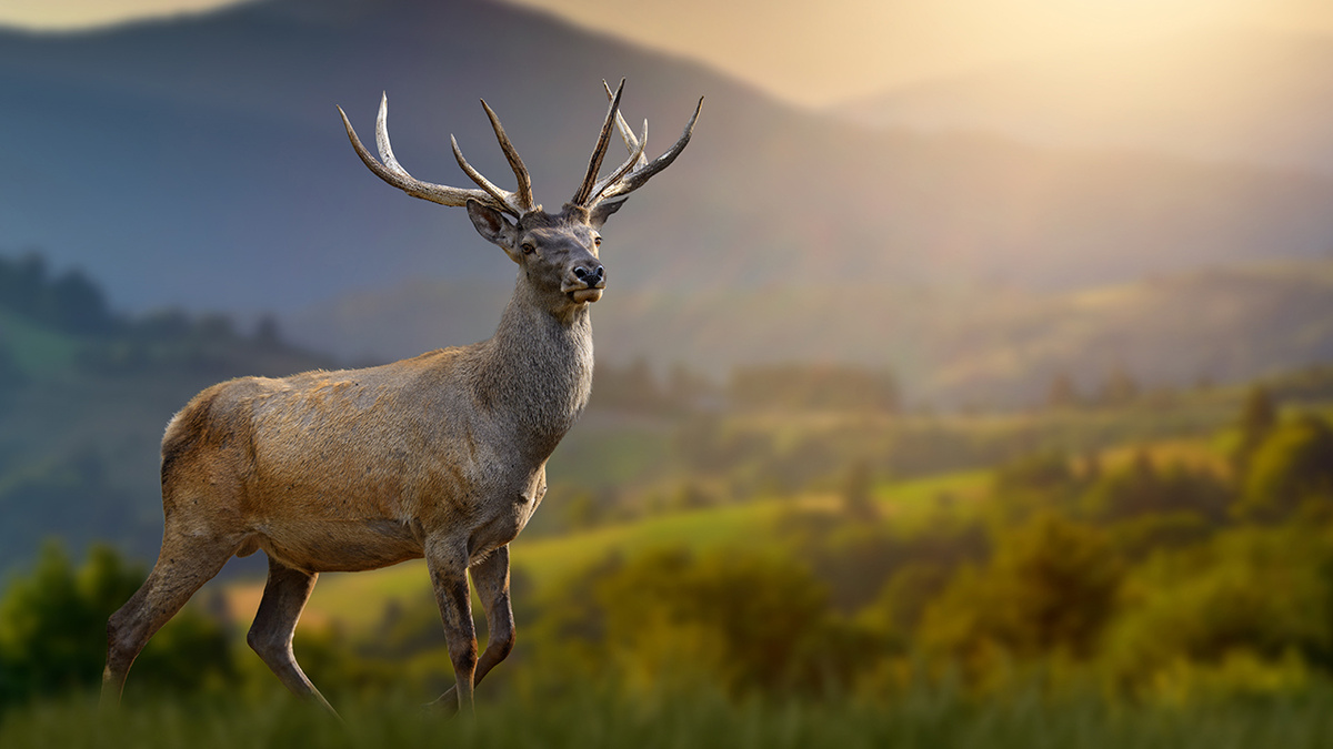     Фото: Vladymyr Burdiak/Shuttersstock/FOTODOM Это животное — древний обитатель наших лесов и гор, чья история переплетена с человеческой цивилизацией настолько тесно, что трудно представить европейский пейзаж без его стремительного силуэта