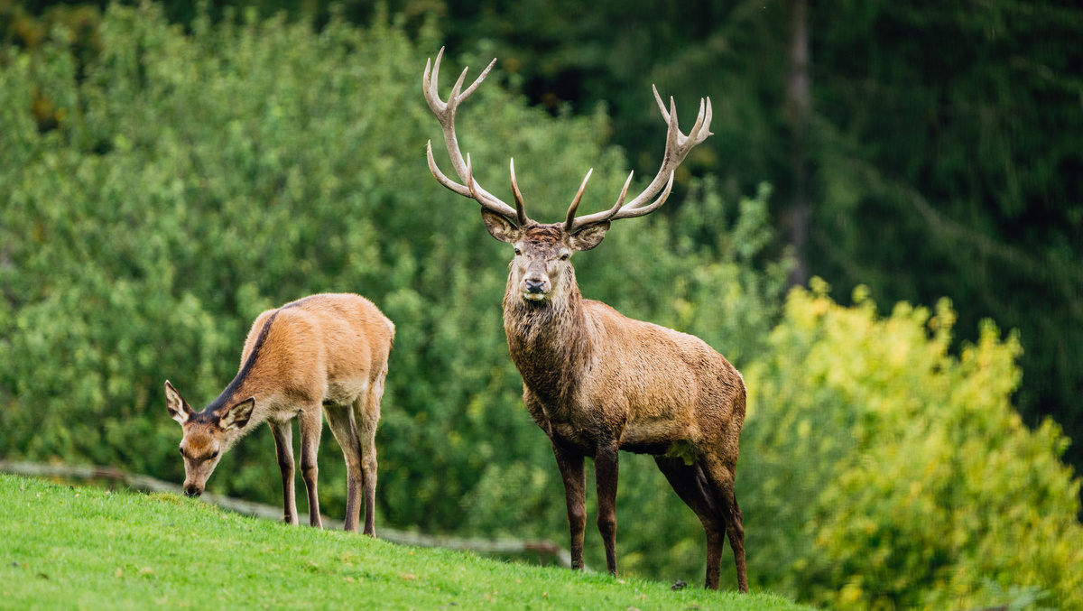     Фото: Radek Karko/Shutterstock/FOTODOM Главное украшение и гордость самца — его рога. Это не просто костные выросты, а сложное, ветвистое сооружение, настоящая корона