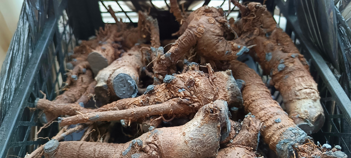 Корни Павловнии, которая растет в средней полосе России.