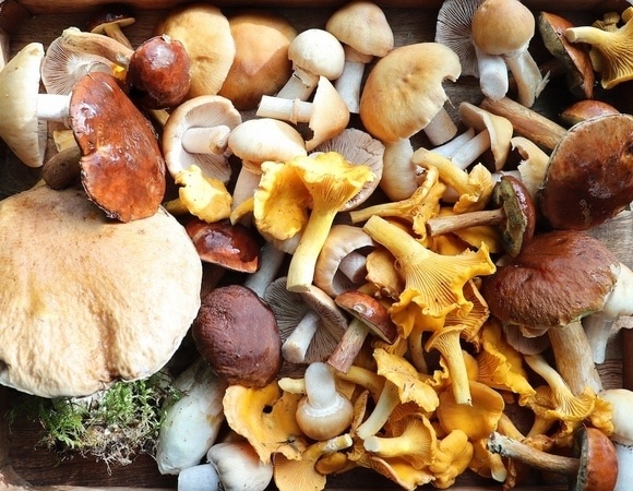 Что сразу нужно делать с лесными грибами — эксперт рассказала, как свести риск отравления к нулю