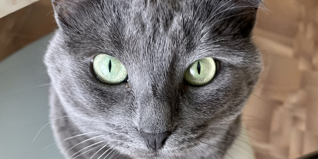 Вот это смекалка. Как кошка догадалась, что без нее что-то ели