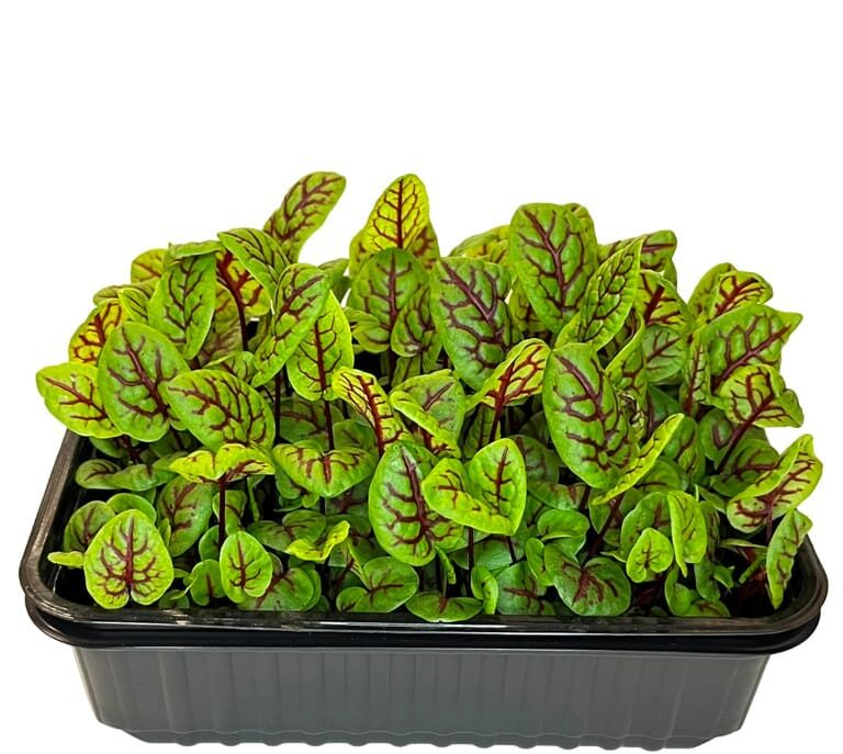 Микрозелень: маленькие ростки с большими амбициями