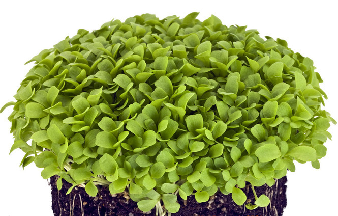 микрозелень Семейство крестоцветных