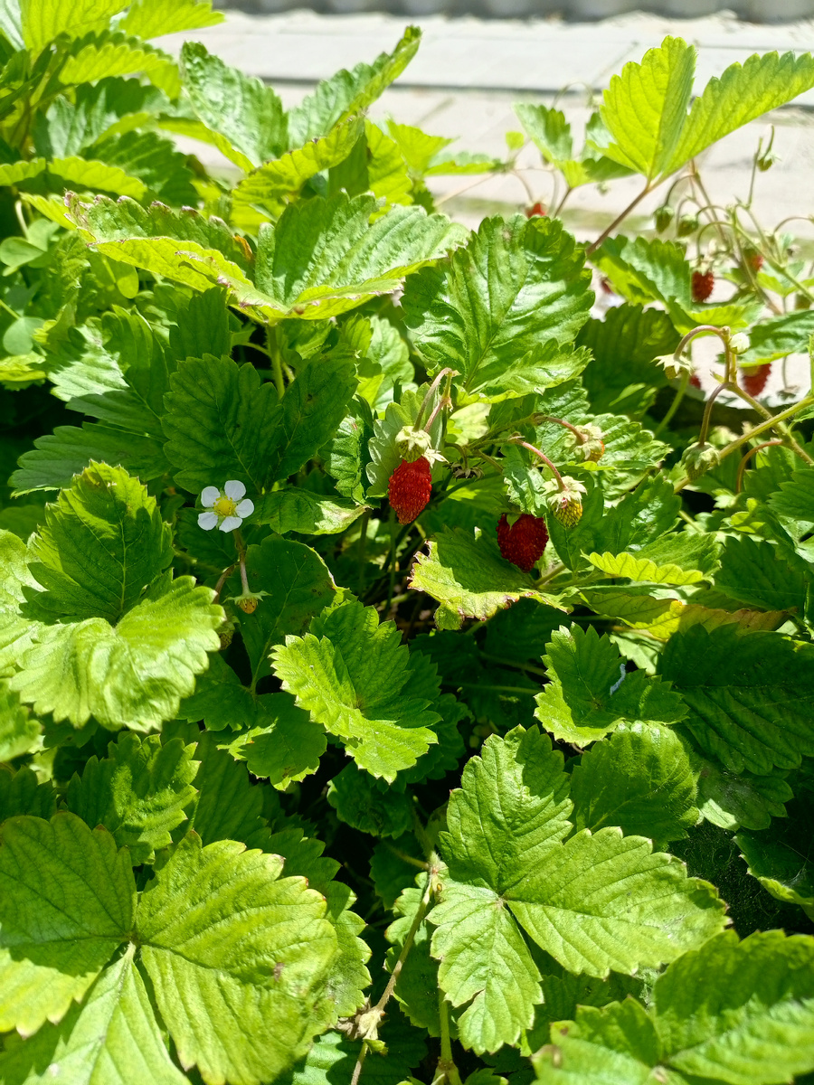 Фото сделано автором канала