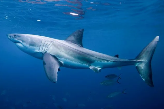 Большая Белая Акула