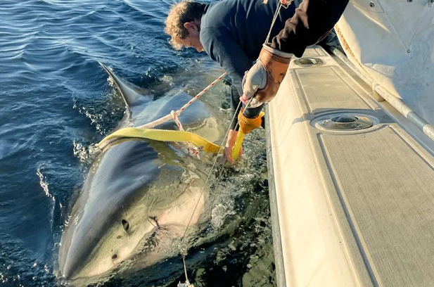 Самая крупная из когда-либо зарегистрированных больших белых акул