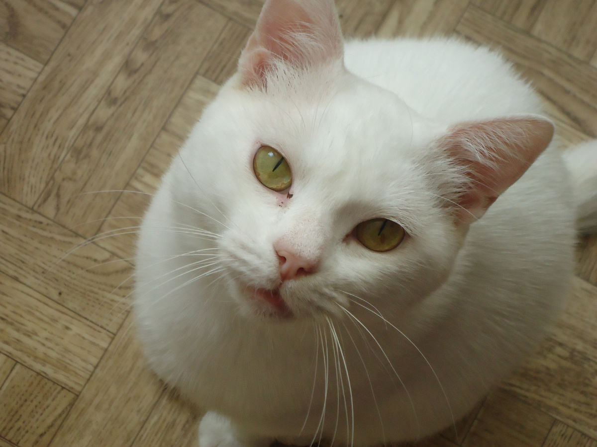 Юки-сан из рода као-мани. Из архива автора.