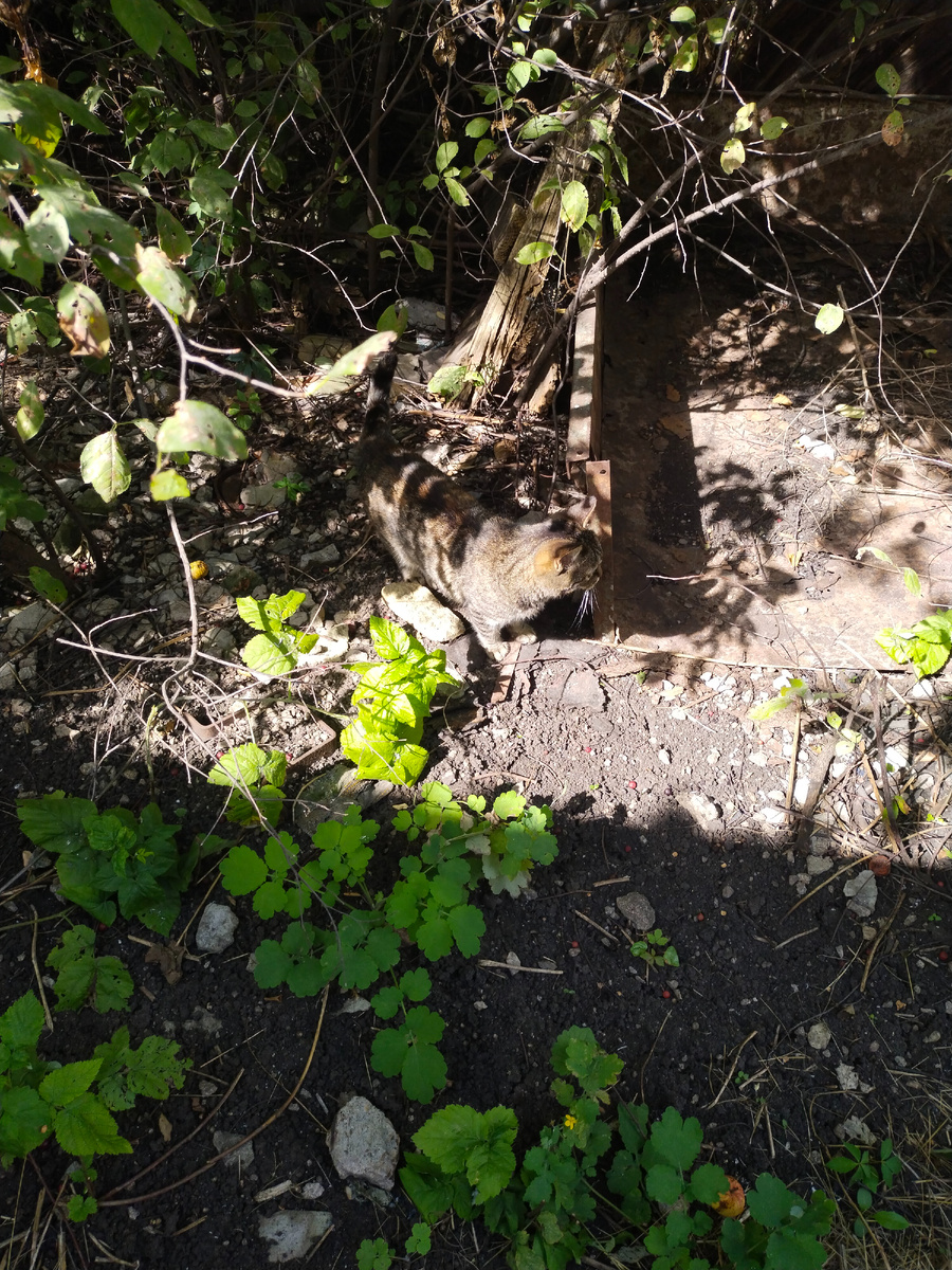 Загадка "Найди Чуфу". Простая. 😁