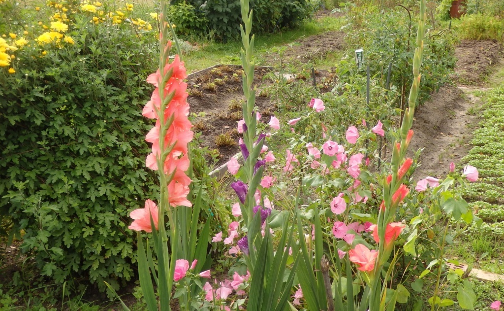  Гладиолусы на клумбе