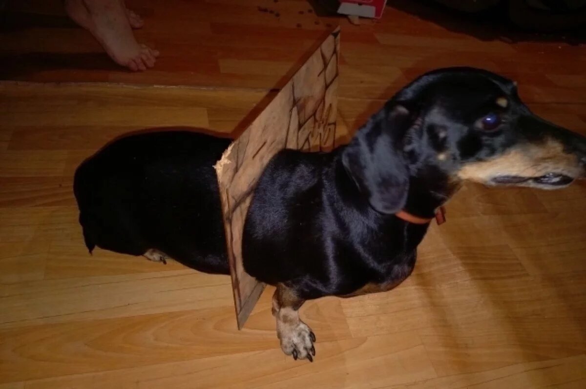    В Перми таксу, застрявшую в кошачьем домике, пришлось доставать спасателям