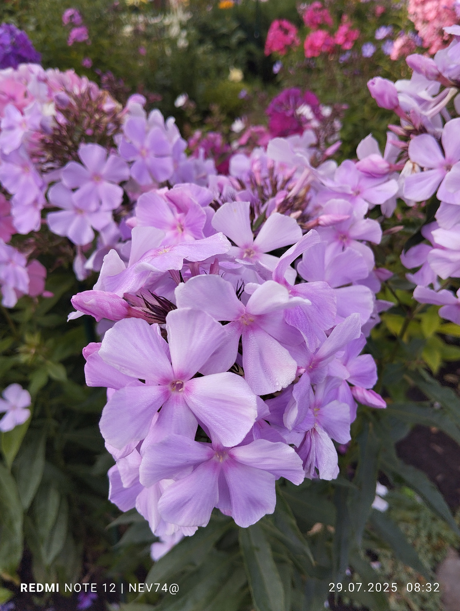 Флокс "Обними, поцелуй"