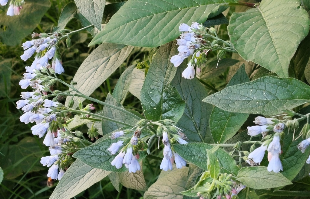  Окопник лекарственный