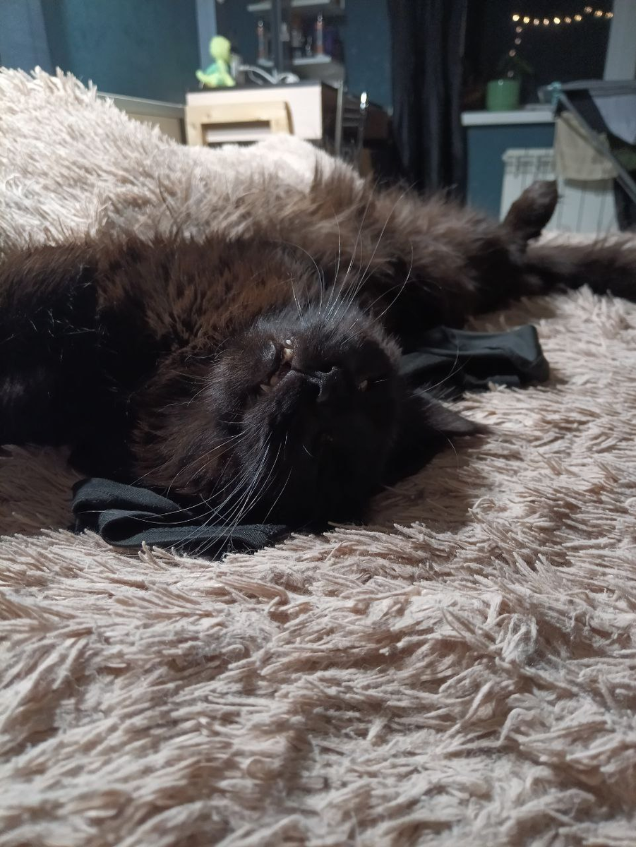 Мейнкун Ято спит