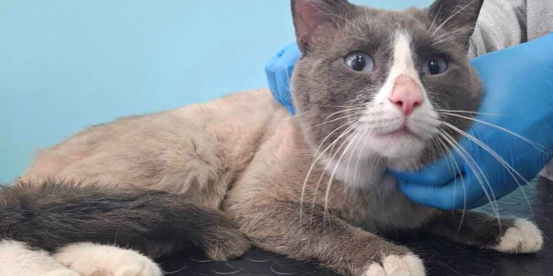 ❗ДОМА❗Преданные❗ Как спасали двух породистых кошек, выброшенных на смерть