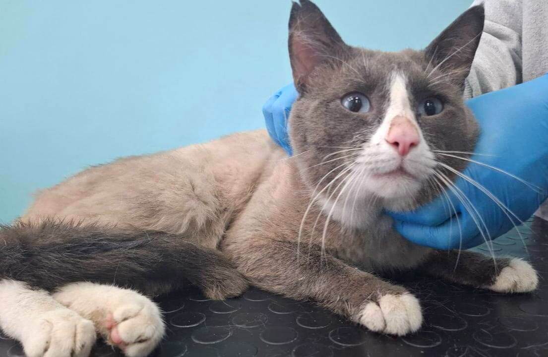 Мишка ищет дом