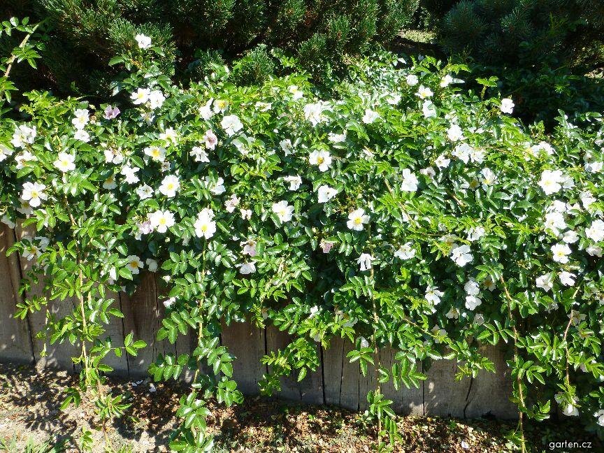 Роза Вихуры (R. wichuriana)