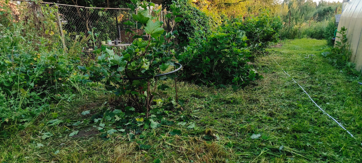 Кусты ждут свое очереди 