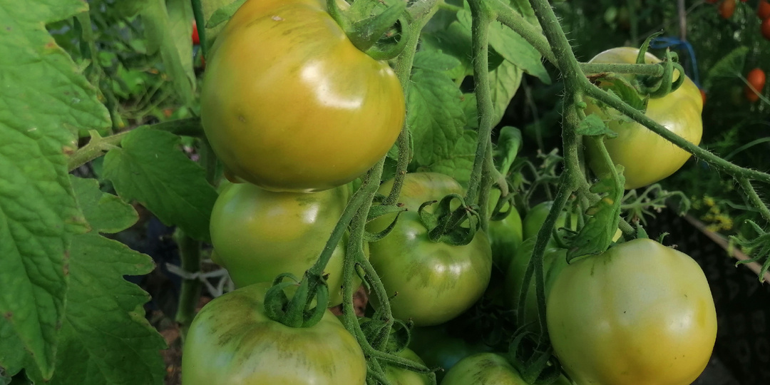 Покупал урожайные сорта томатов по отзывам и получал по 2 помидора с куста. Проверяю семена за 90 рублей перед посадкой