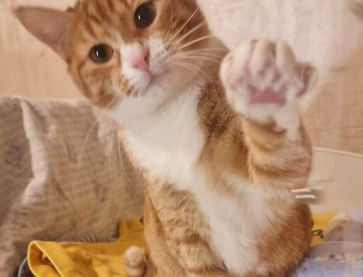 ❗ДОМА❗Стеша: история спасённого ангела