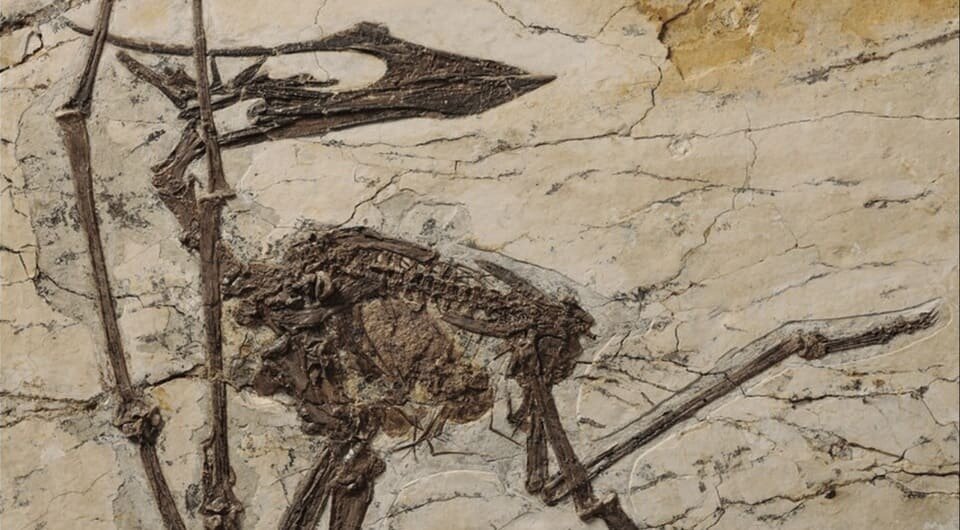   Xiaolin Wang et al. / Anais da Academia Brasileira de Ciências, 2019