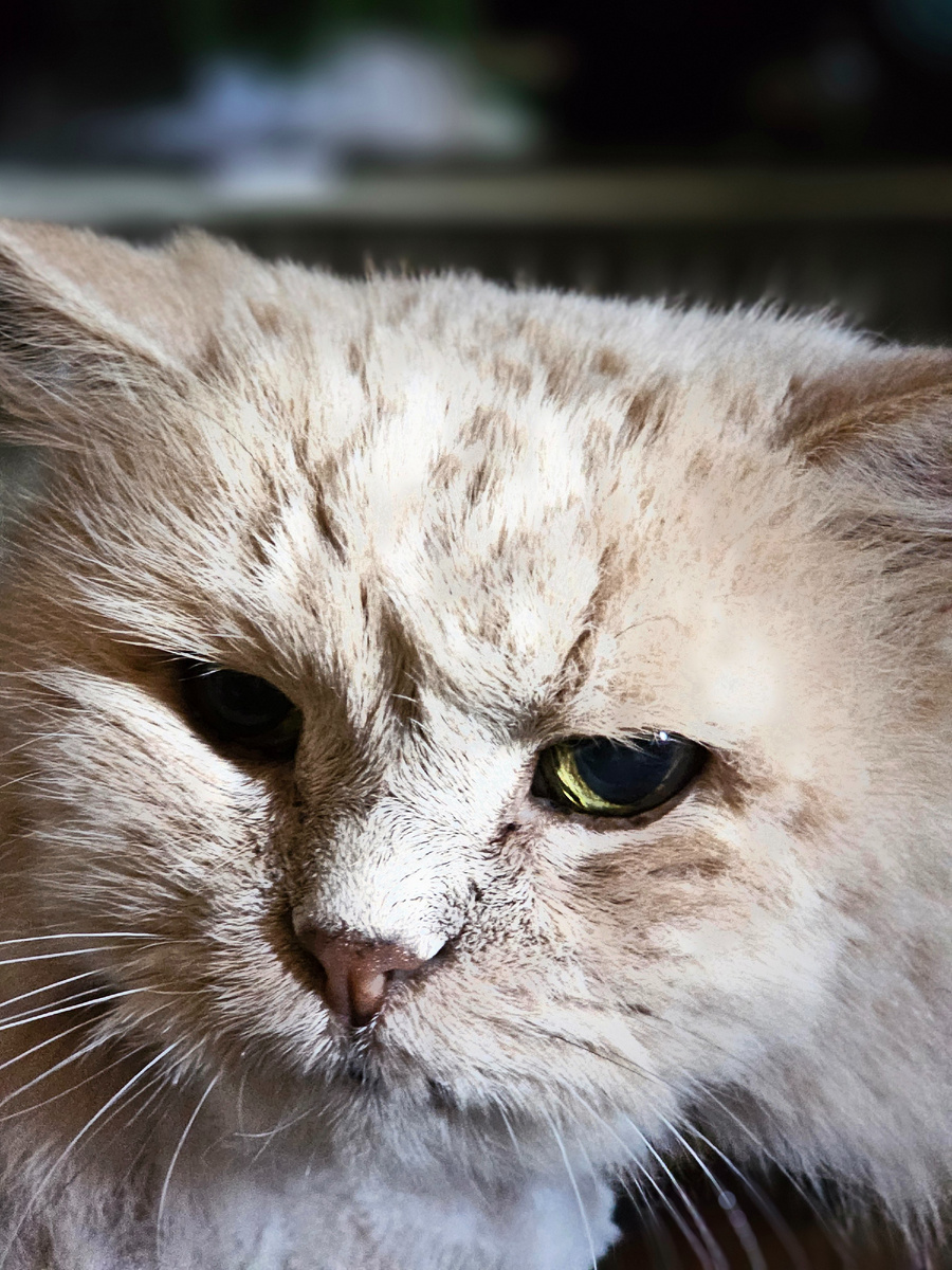 Фото автора. Бубусик, его хозяйка принесла усыплять.