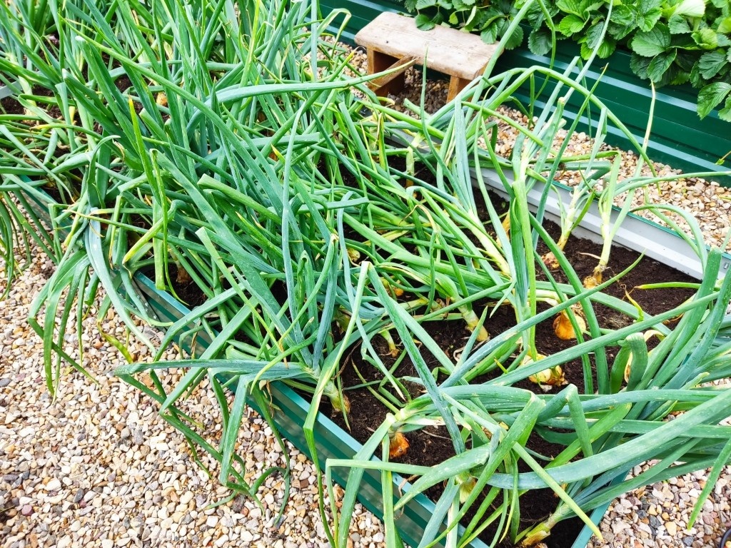 Лук начинает полегание, хотя перо ещё зеленое...