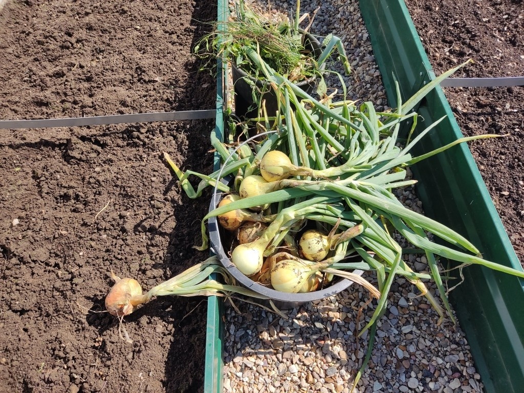 Между прочим, это ведро 18 литров на первом плане. А на втором — обычное ведро 10 л. Так что нет смысла измерять урожай лука ведрами — они очень разного объема...