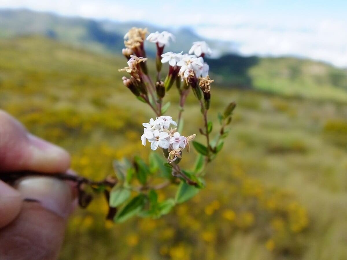    Ферментация стевии превращает ее в эффективное средство для борьбы с раком поджелудочной железы / © Lufjard, Wikimedia Commons