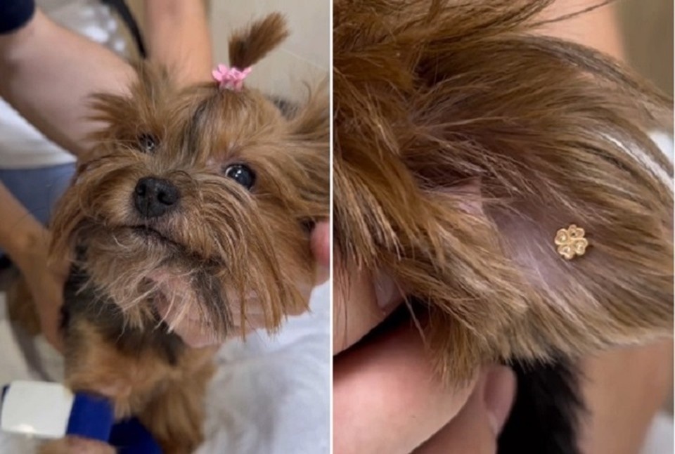    В ушах у терьера красуются маленькие серьги-гвоздики в виде клевера. Скриншот из видео Doktor_Vasiliy