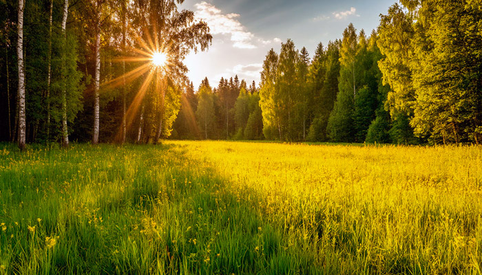 Раньше 29 июля не ходили в лес и не рубили деревья. Фото: shedevrum.ai