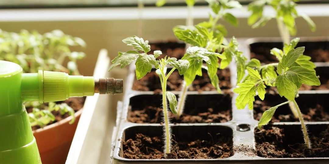 Подкормки в домашних условиях: риски и возможный вред