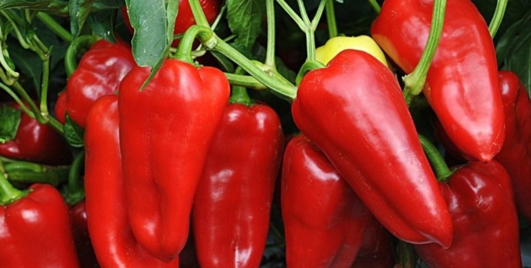 Бдительный дачник не дремлет