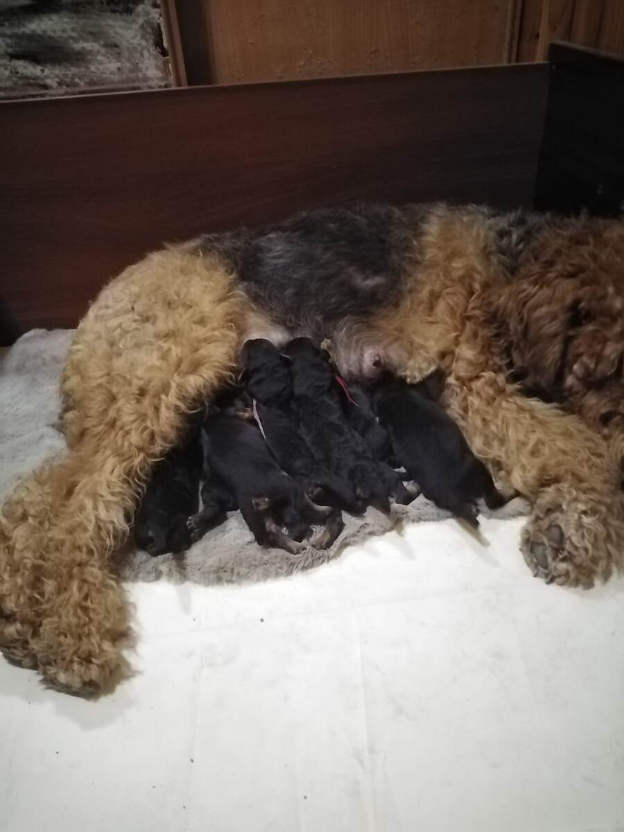 Зена и щенки, начало