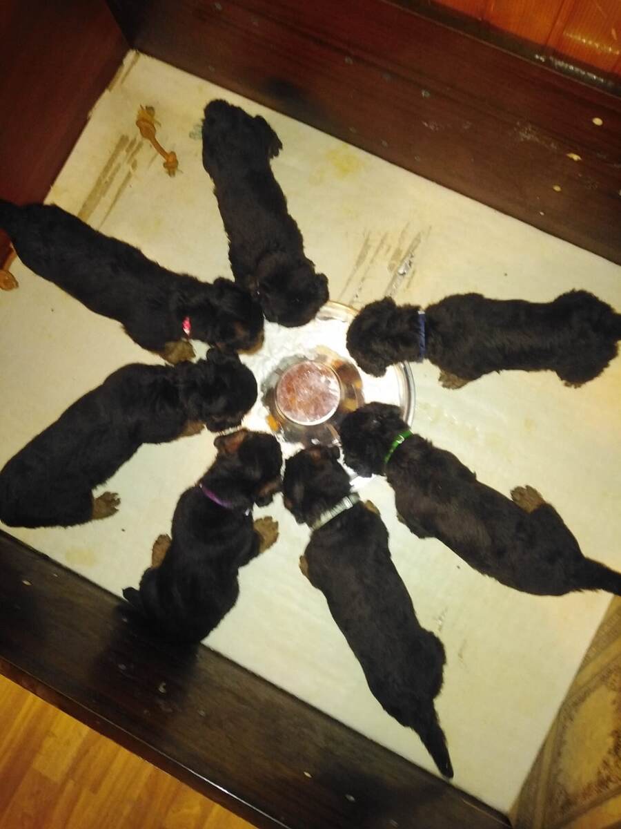 уже кушают сами