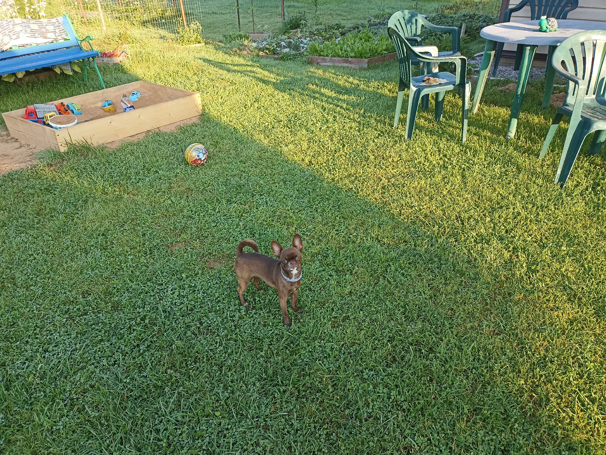 Утренняя прогулка по росе