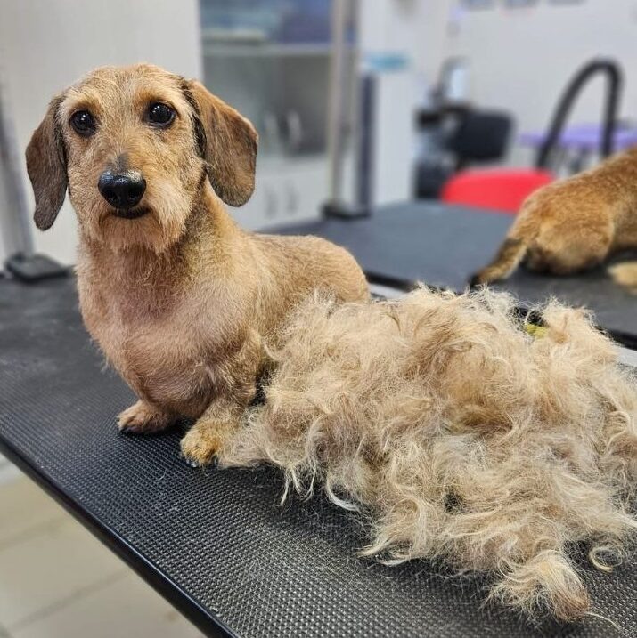 Экспресс-линька таксы