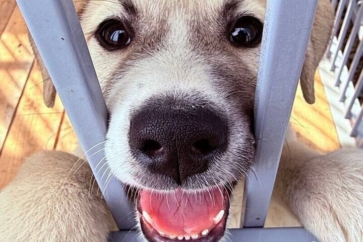 Тобольский городской приют для животных ищет добрые руки для собак и котов