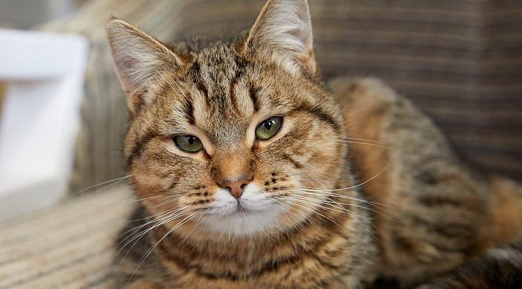 МаняшаФото: Елена Журавлёва