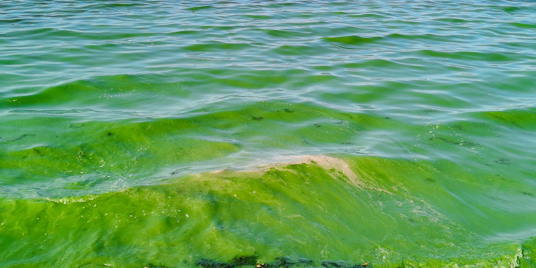 ПОЧЕМУ ЦВЕТЁТ ВОЛГА? И ПОЧЕМУ ТАКОГО НЕ БЫЛО РАНЬШЕ.