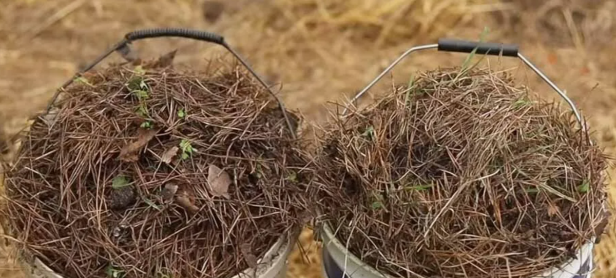 хойный опад для мульчироания голубики