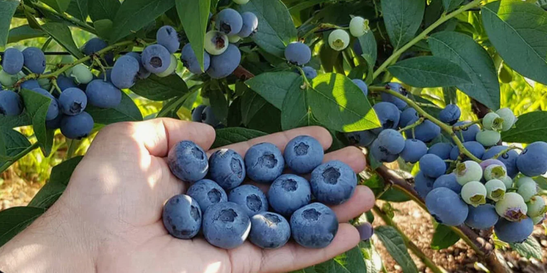 Обязательные правила для голубики: подкормка, сбор урожая, обрезка и полив