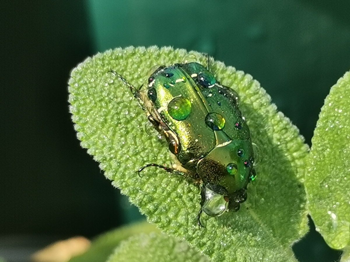 Бронзовка золотистая