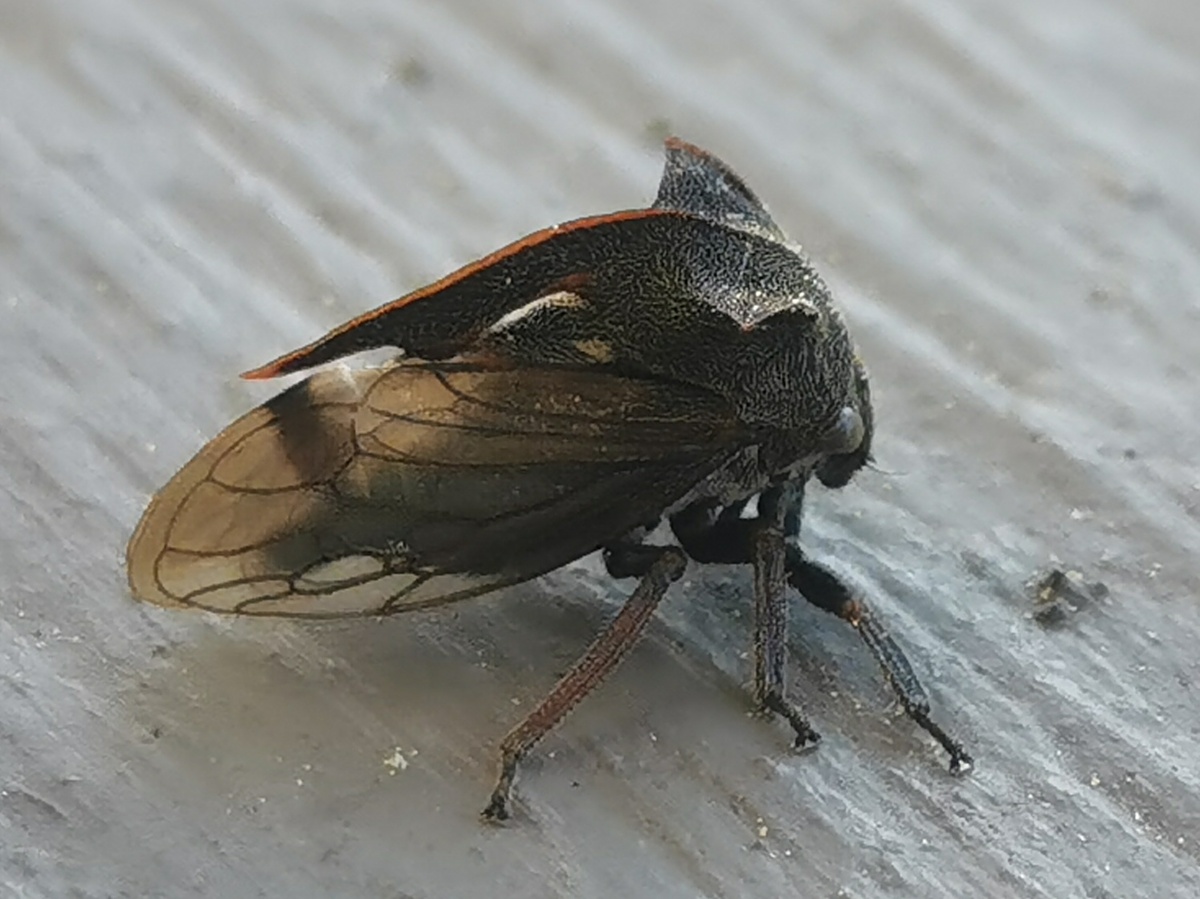 Горбатка обыкновенная