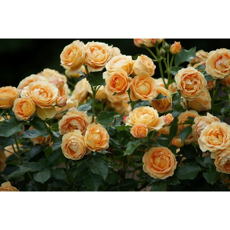 Дольче Вита ( флорибда) 💞