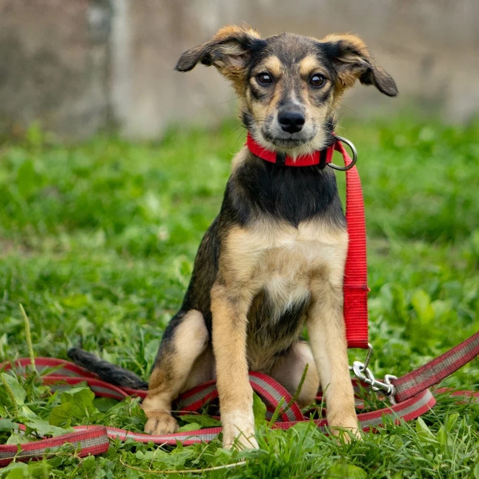 Стремительный Вей