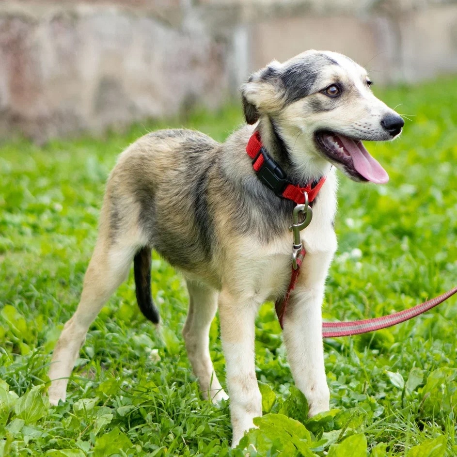 Интеллигентный Пьер