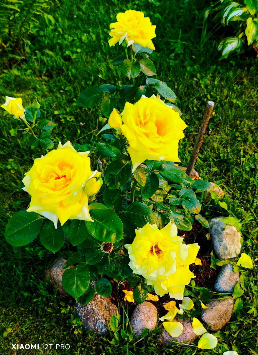 Роза ИЛИОС.