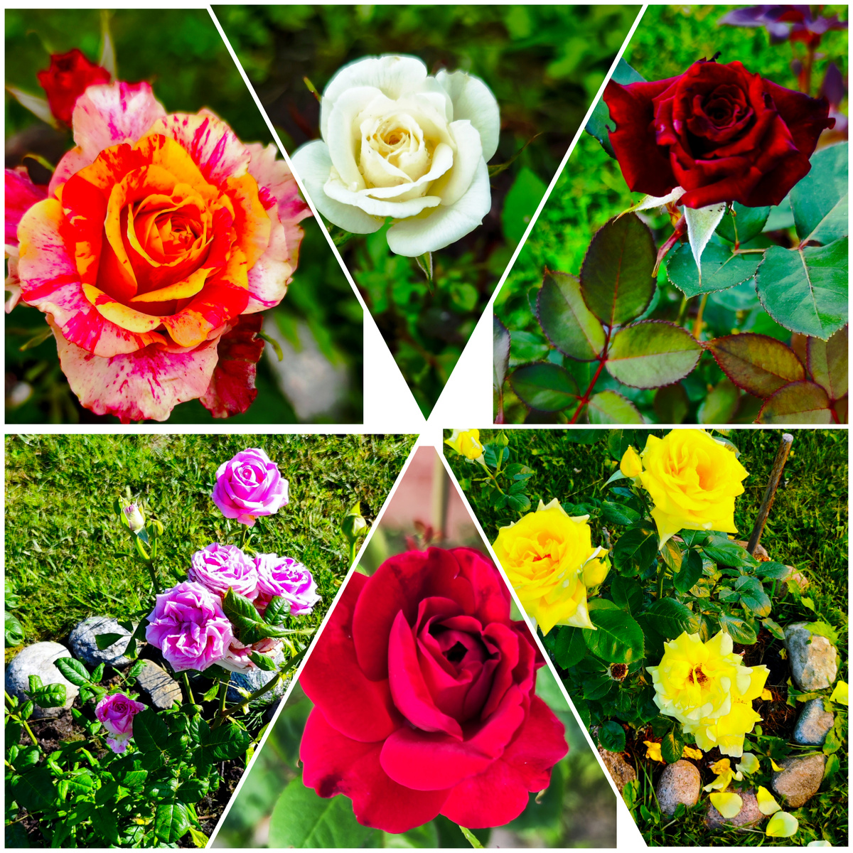 Коллаж автора.