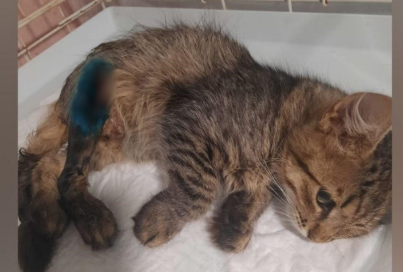 Волжскому котенку, пострадавшему в урагане, срочно нужен дом