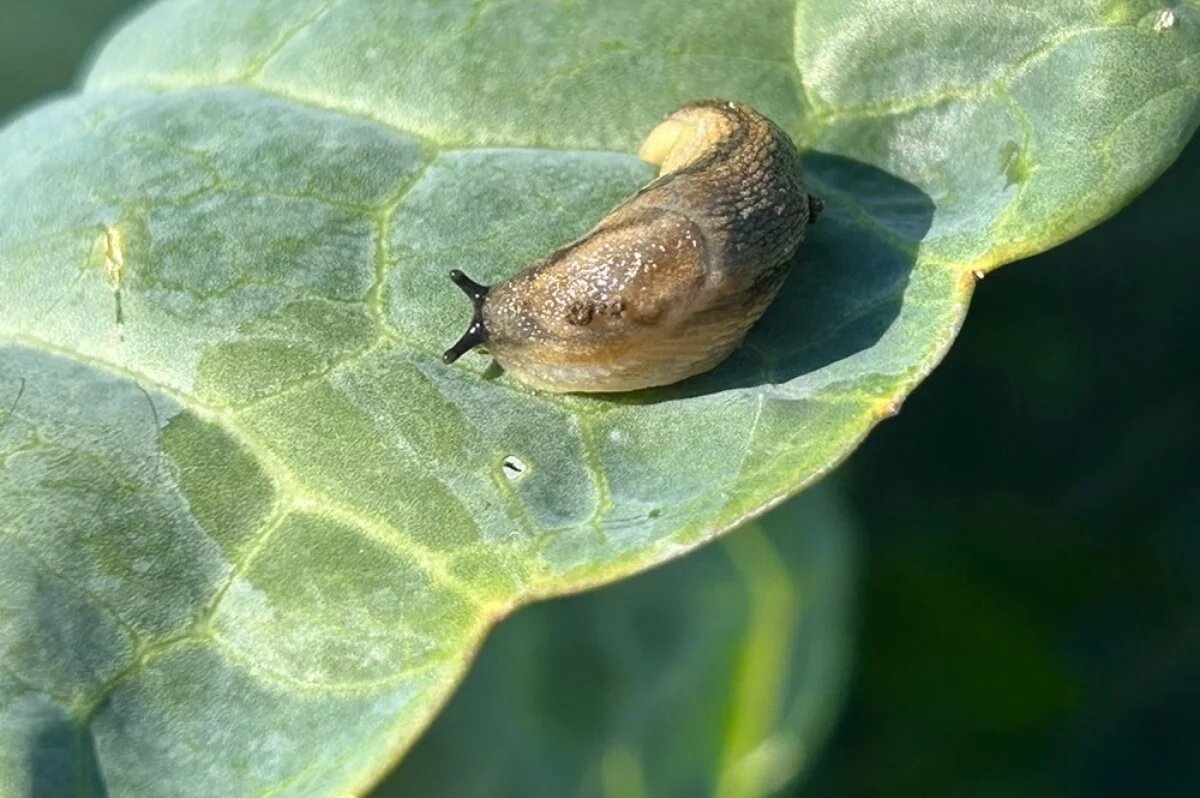    Слизни – это брюхоногие моллюски без раковины, которые активно размножаются во влажных условиях и наносят серьёзный ущерб огородным культурам.